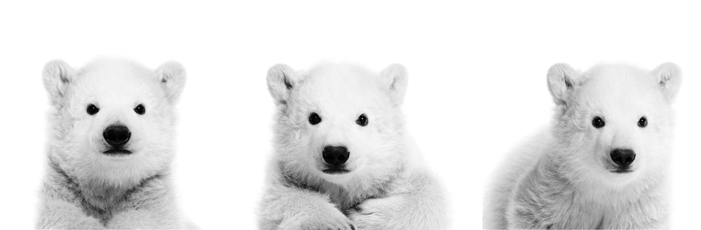 Young Polar Bears