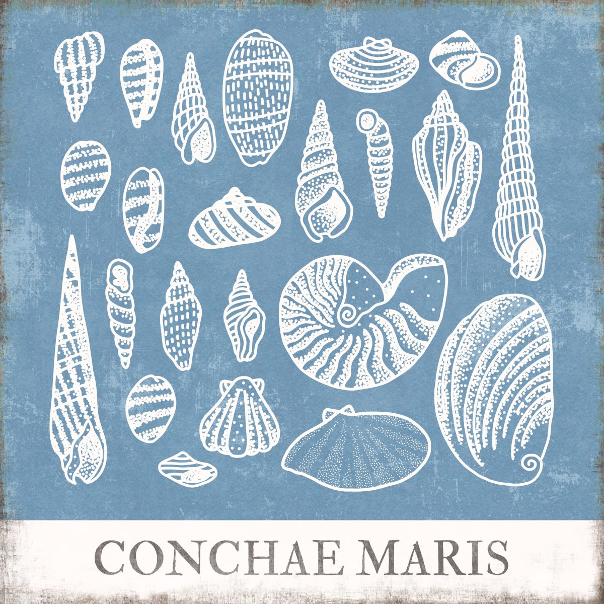 Conchae Maris