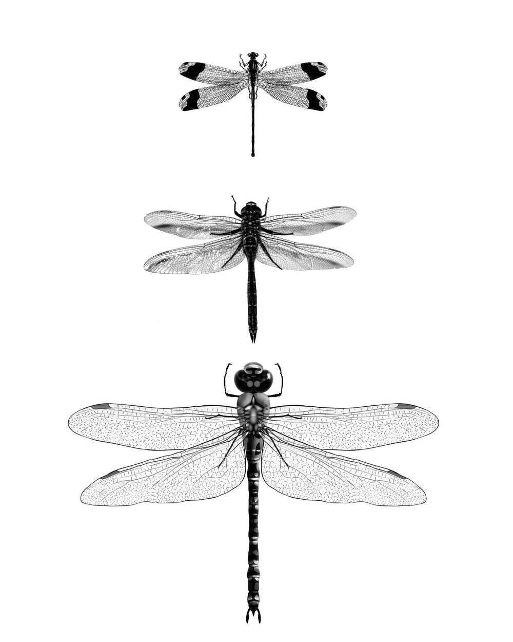 Dragonfly Trio