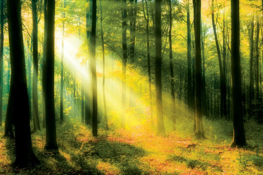 Forest Sunshine Beauty