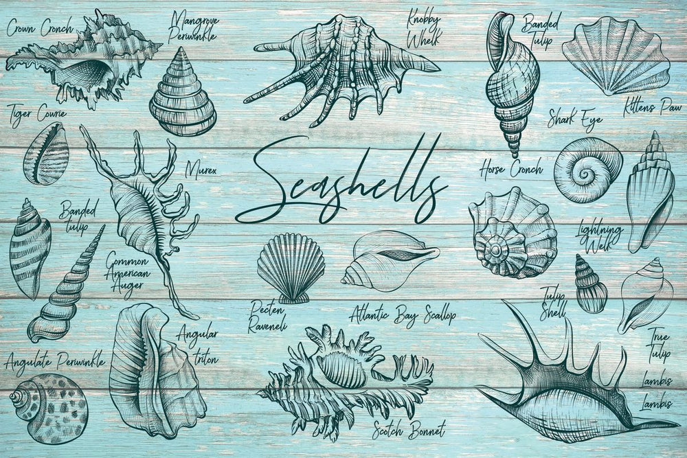 Seashells Chart