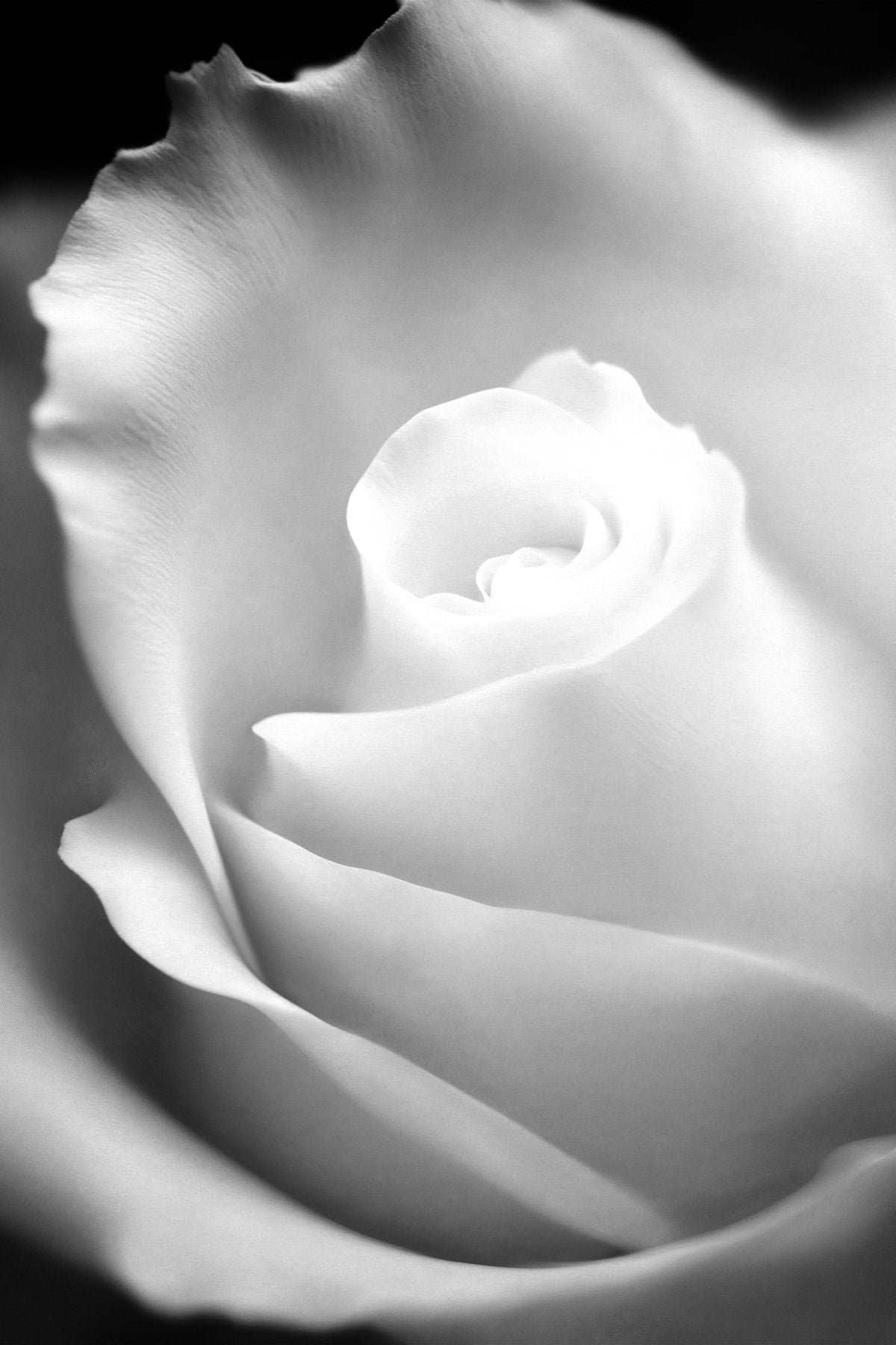 Pristine White Rose