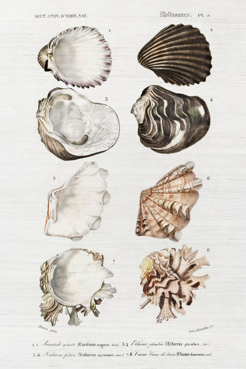 Mollusk Illustration Wall Art