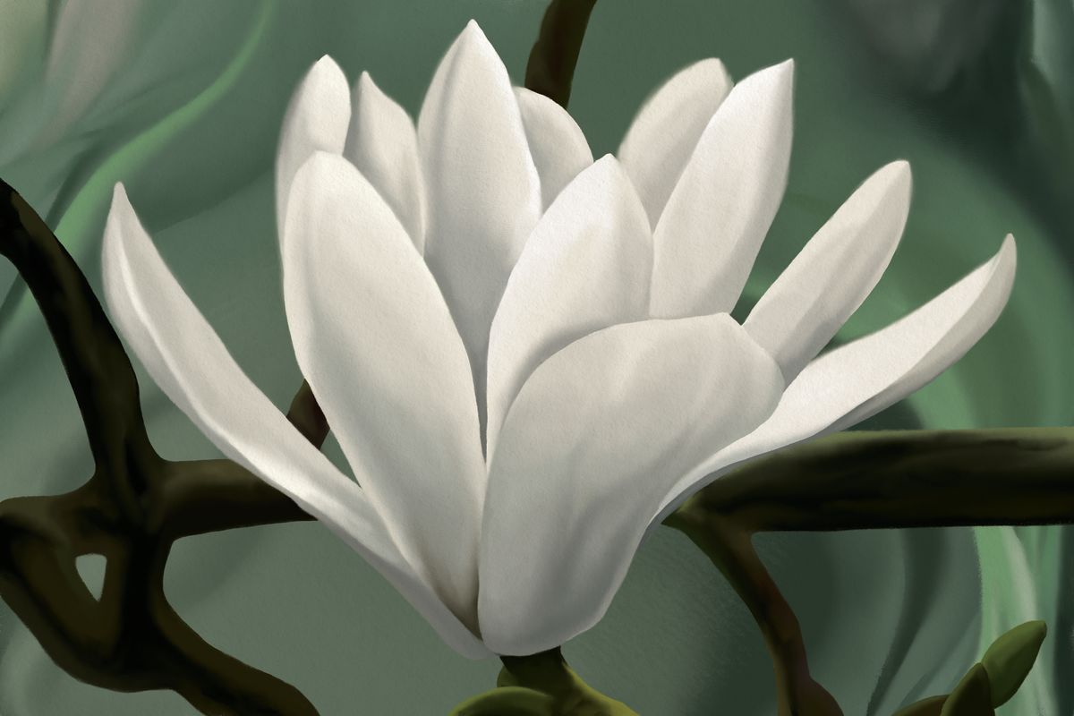 Magnolias