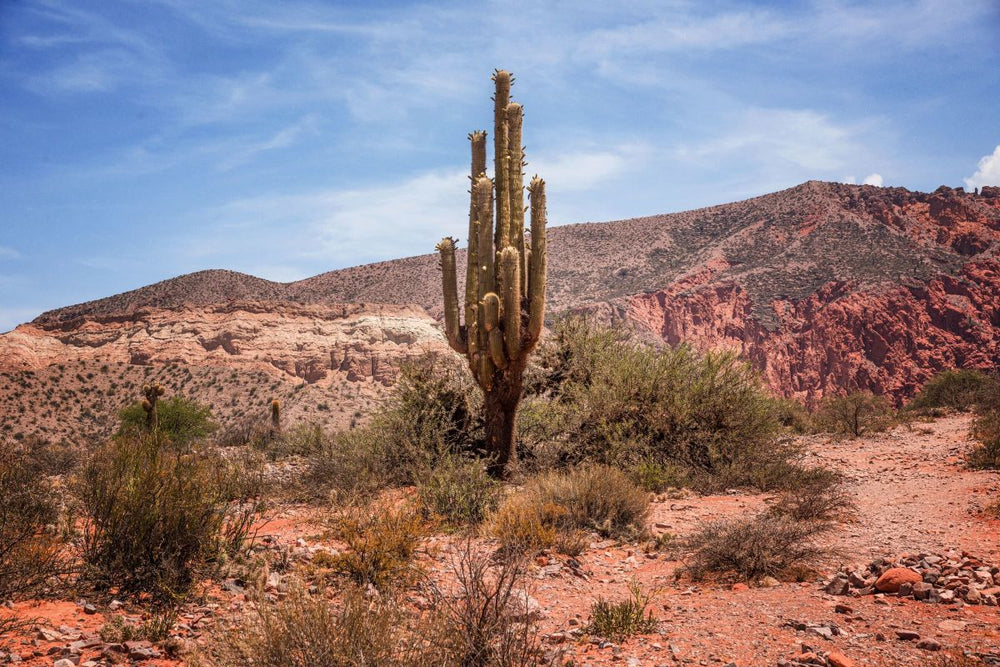 Cactus Under The Heat