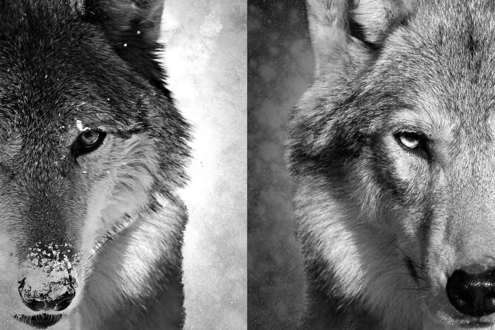 Wolf Faces Black And White
