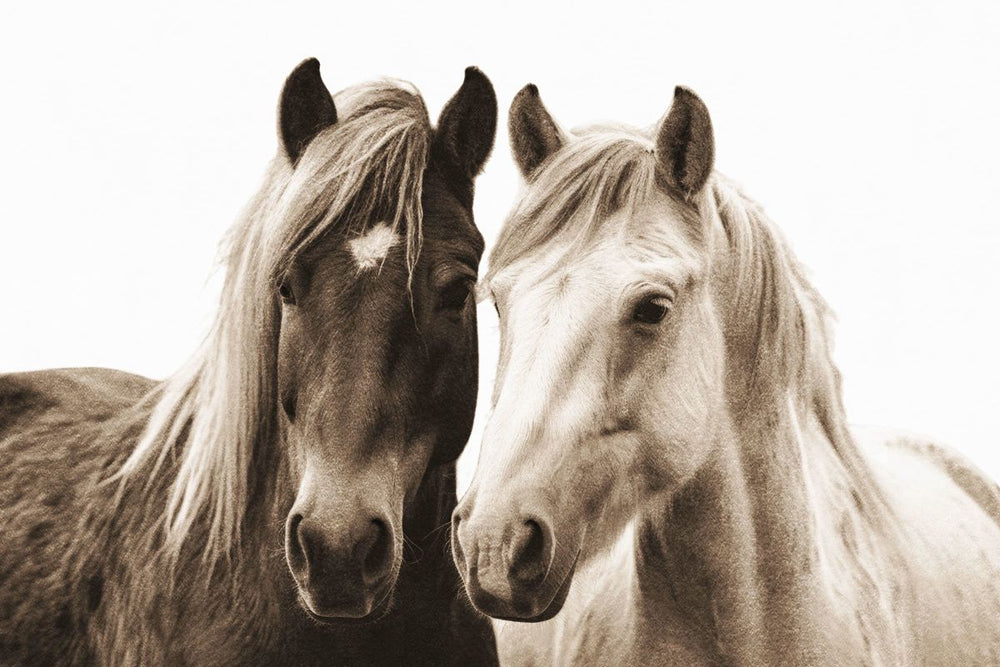 Selfie Of Horses