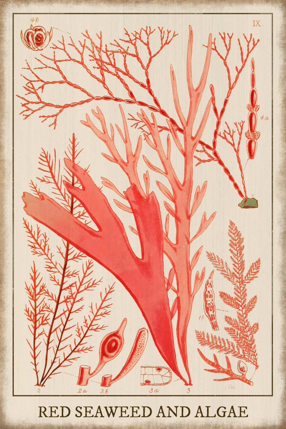 Red Seaweed And Algae Wall Art