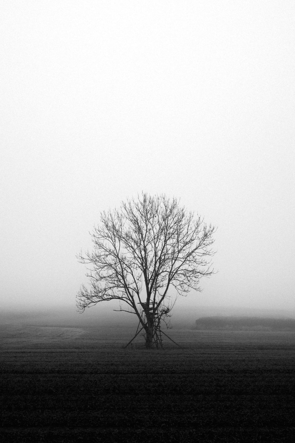 Solitary Tree In Fog
