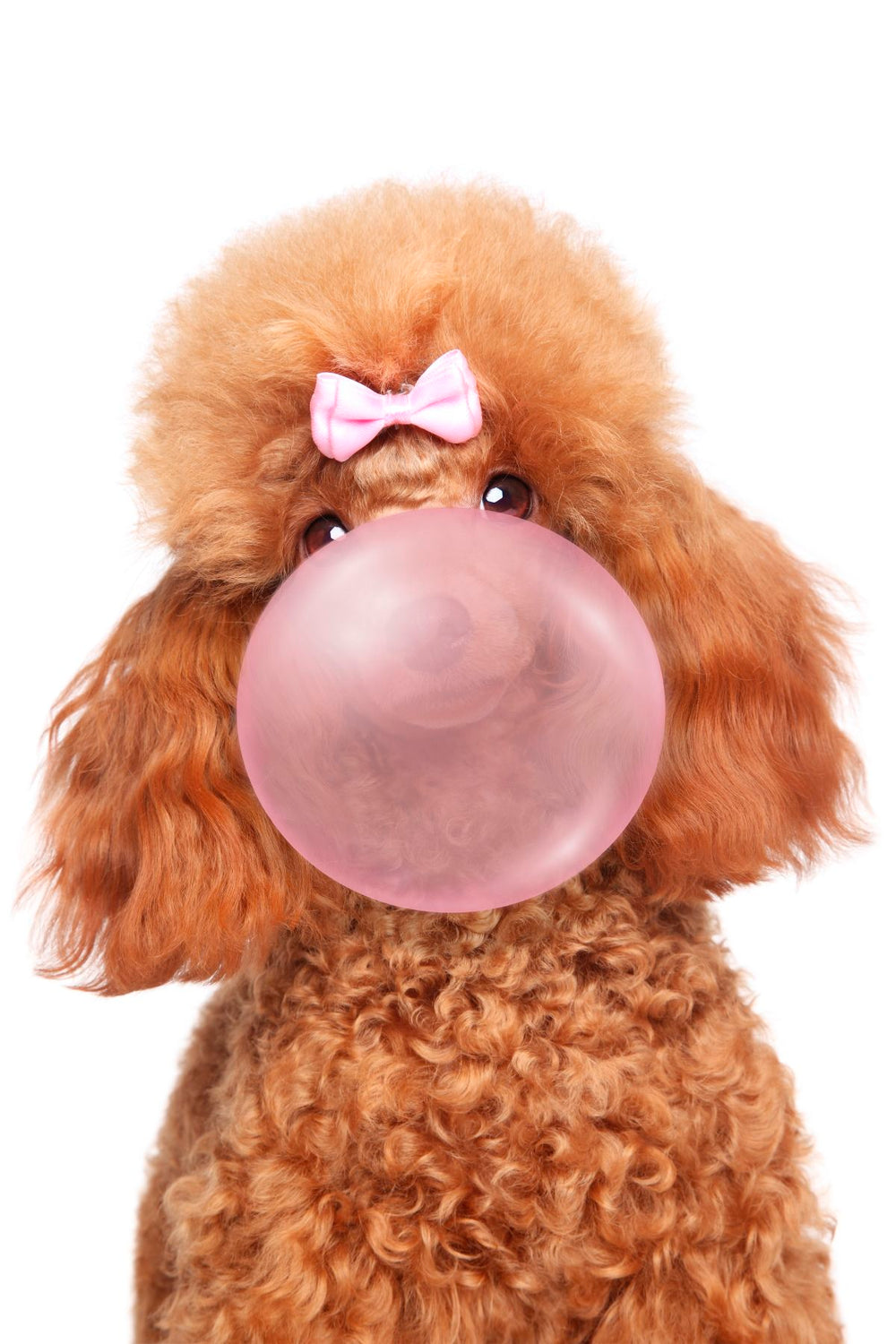 Funny Poodle Bubble Gum