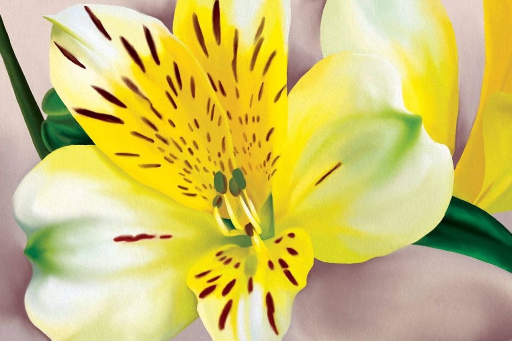 Alstroemeria Blossom