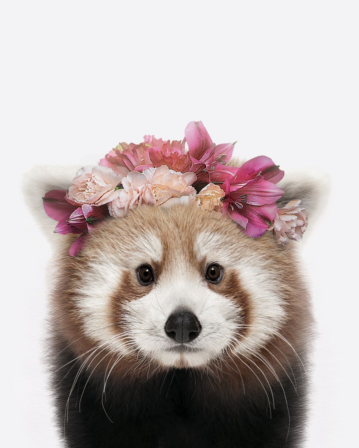 Flower Crown Red Panda