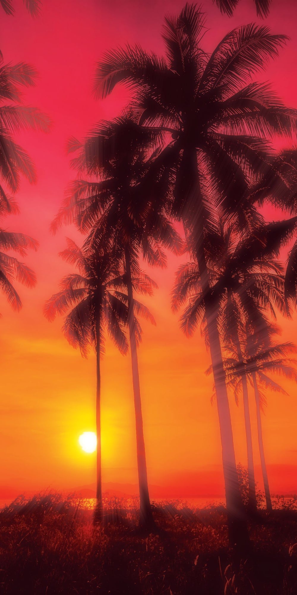 Pink Sunset And Palm Trees