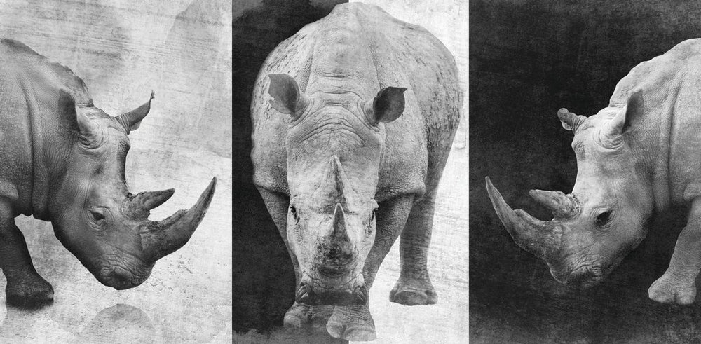 Rhino Trio Black And White