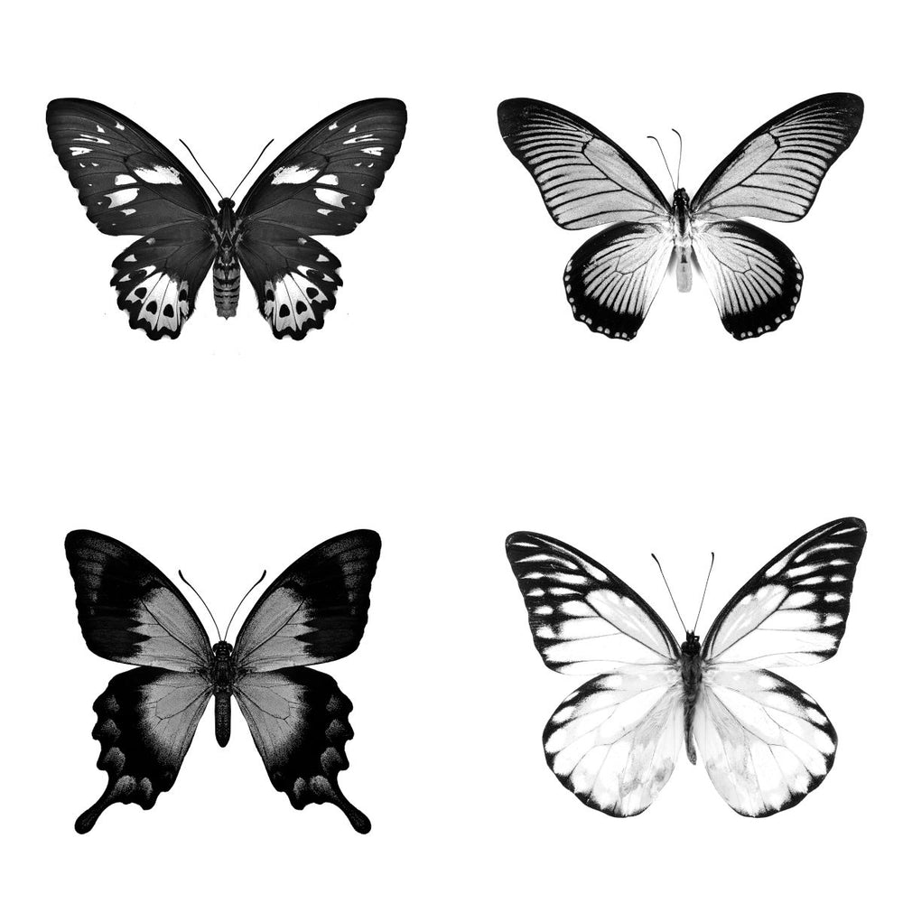 Butterflies Beauty II