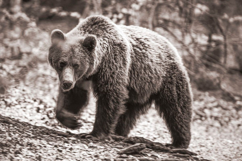 Hunting Bear