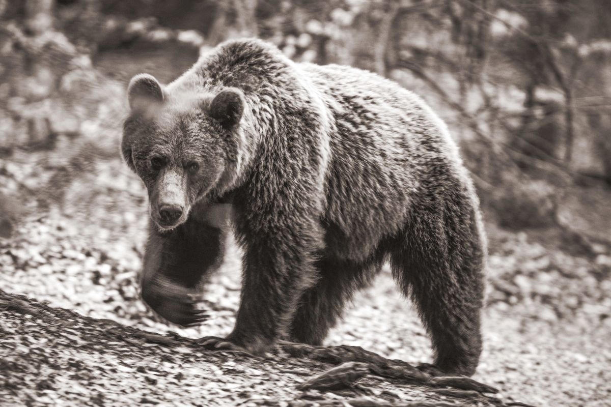 Hunting Bear
