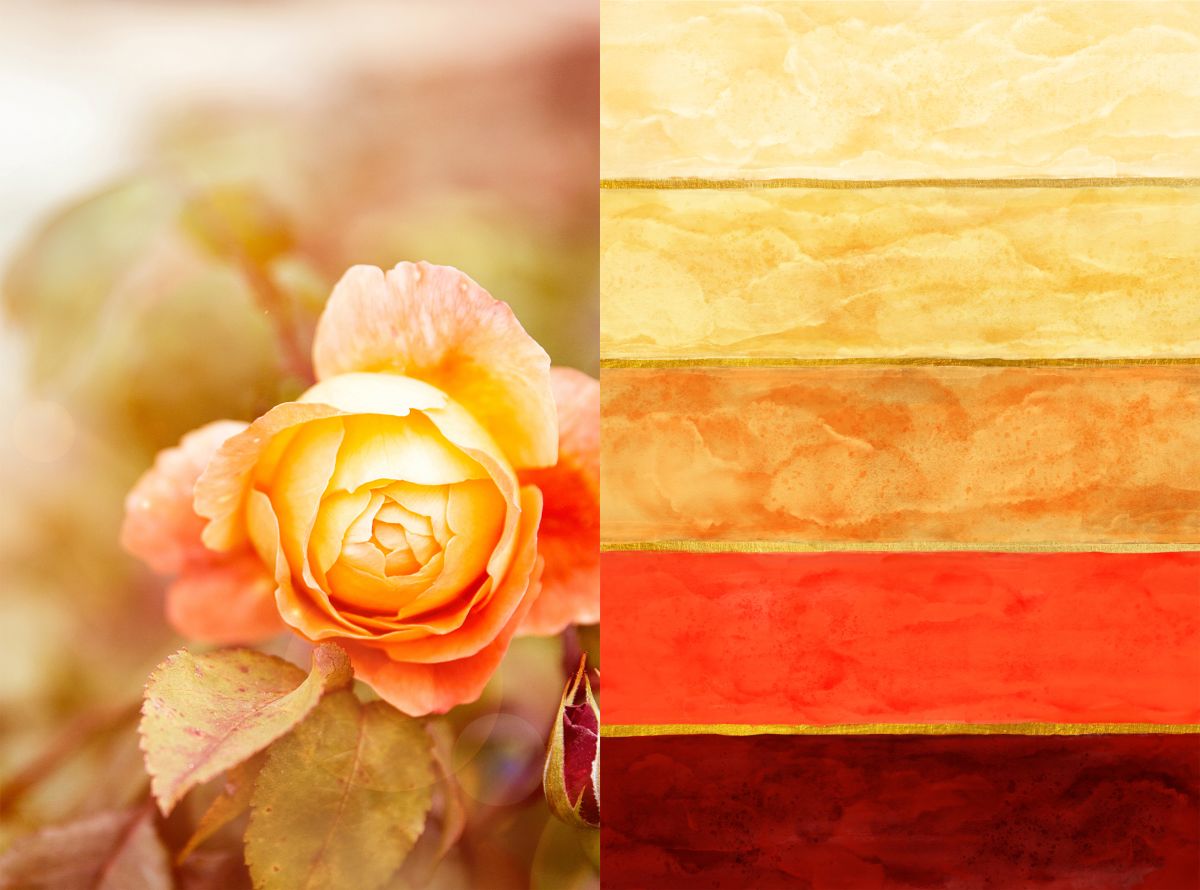 Yellow Rose Color Palette