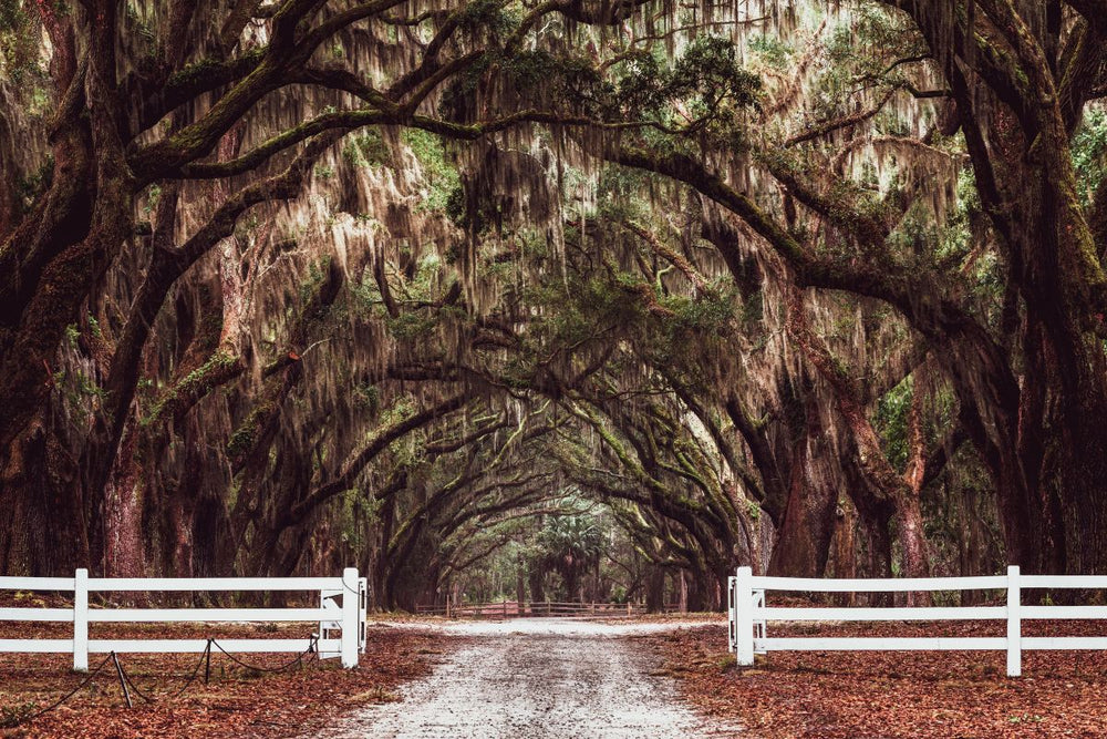 Wormsloe Tree Tunnel