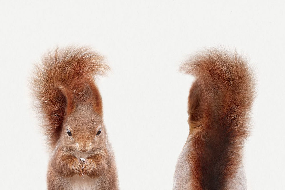 Squirrel Front And Back Portrait