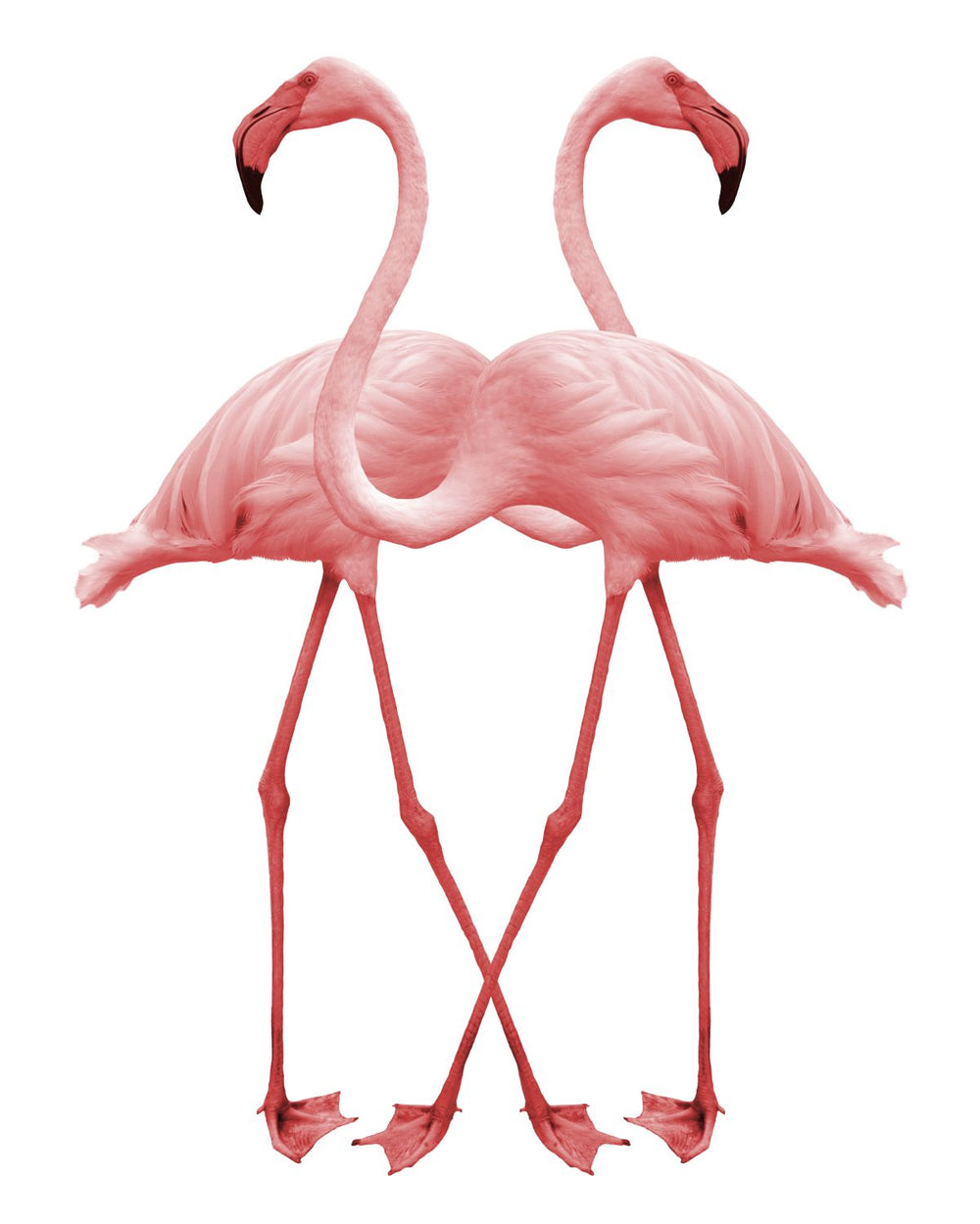 Flamingo Mirror Image