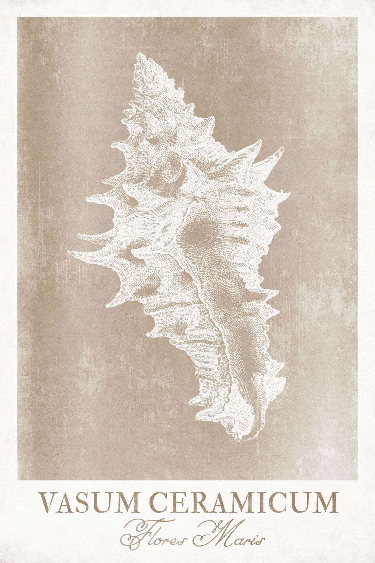 Vasum Ceramicum