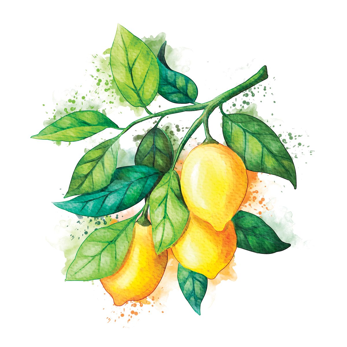 Lemon Branch Splash