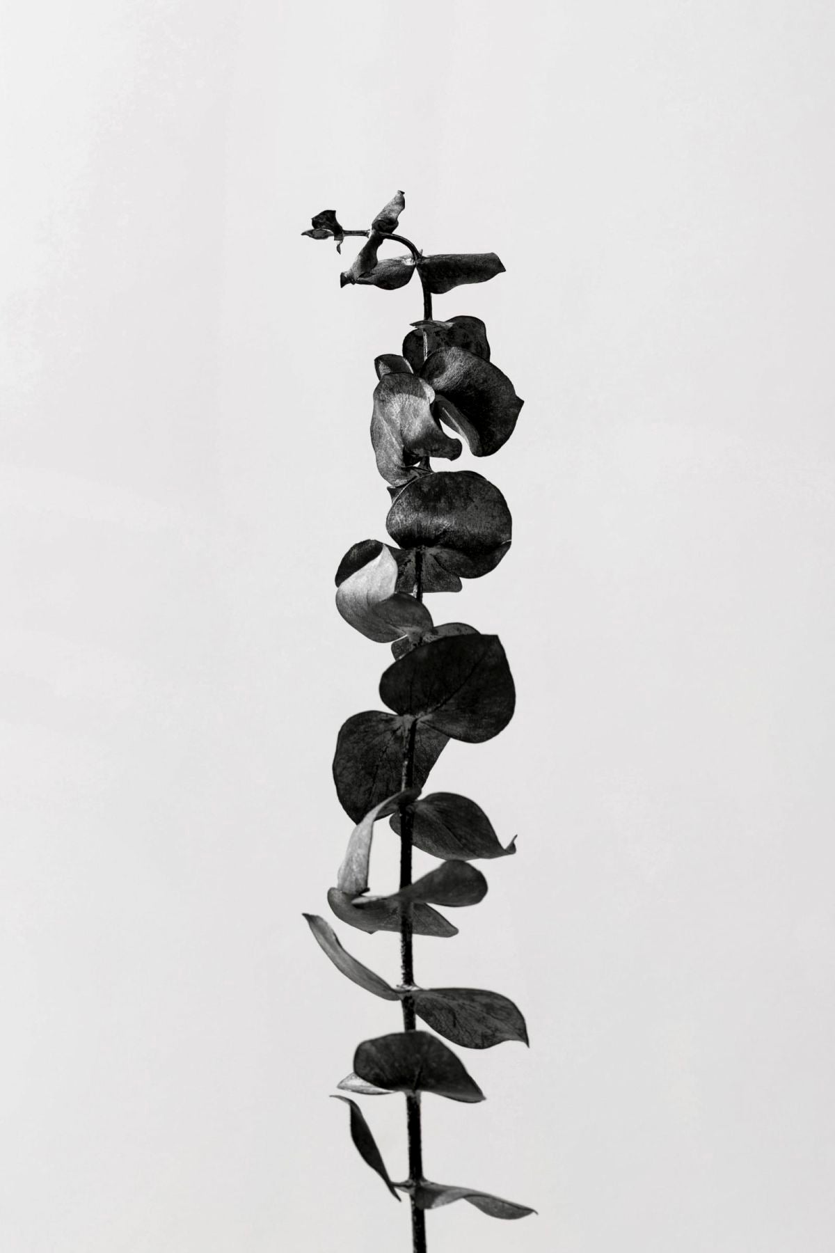 Tall Silver Dollar Eucalyptus