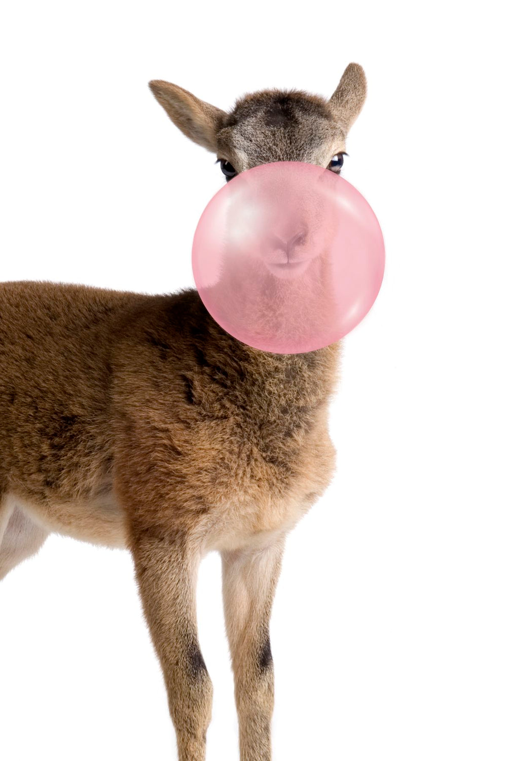 Deer Bubble Gum