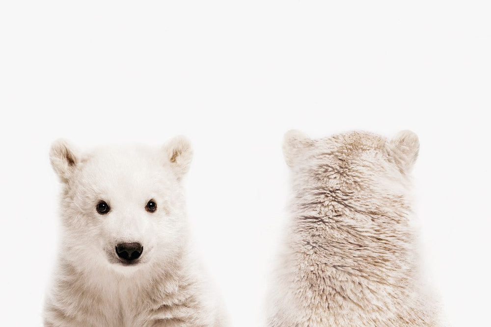 Polar Bear Front And Back Portrait
