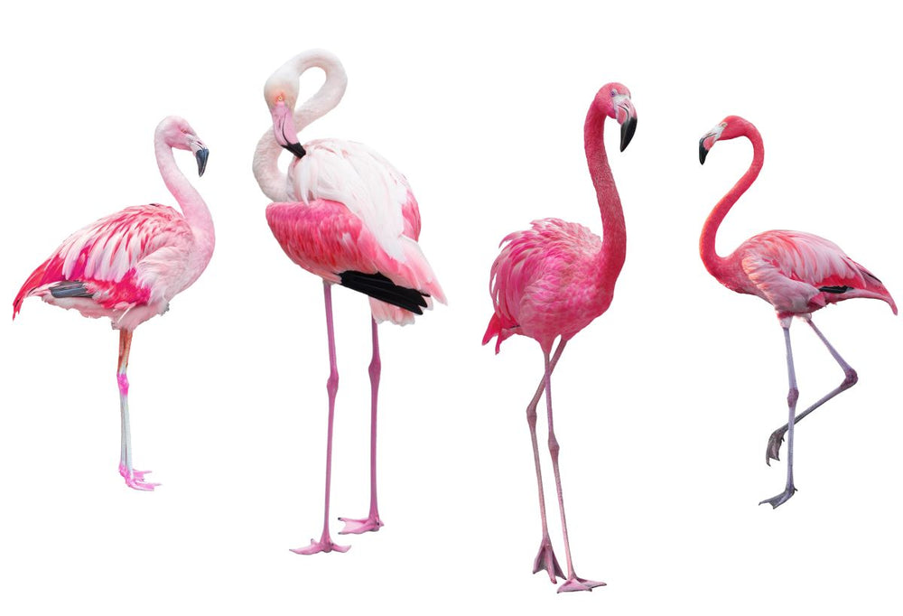 Bright Pink Flamingos