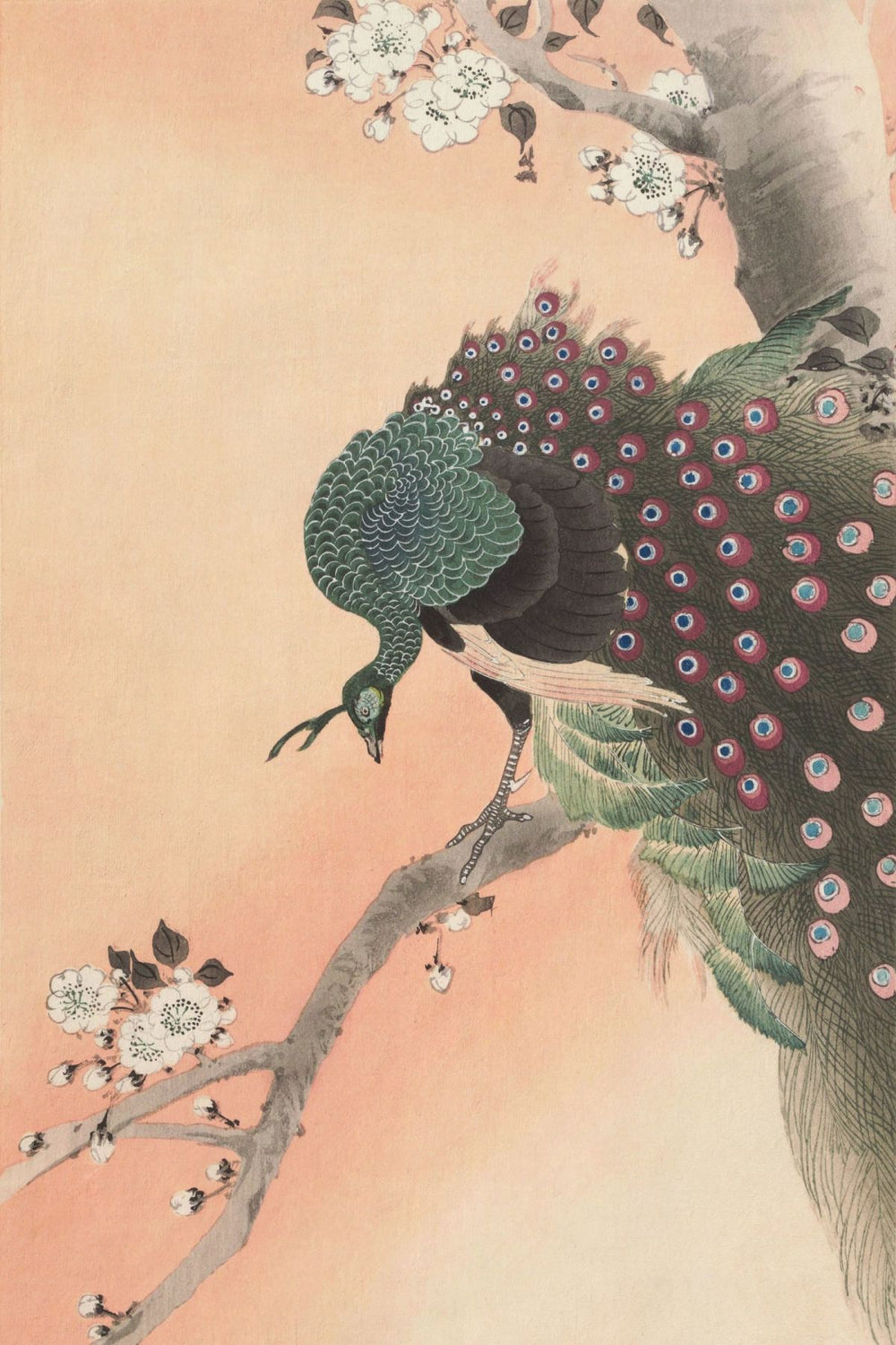 Asian Peacock