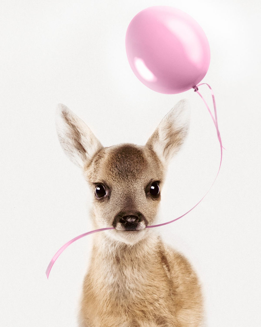 Deer And Pink Balloon