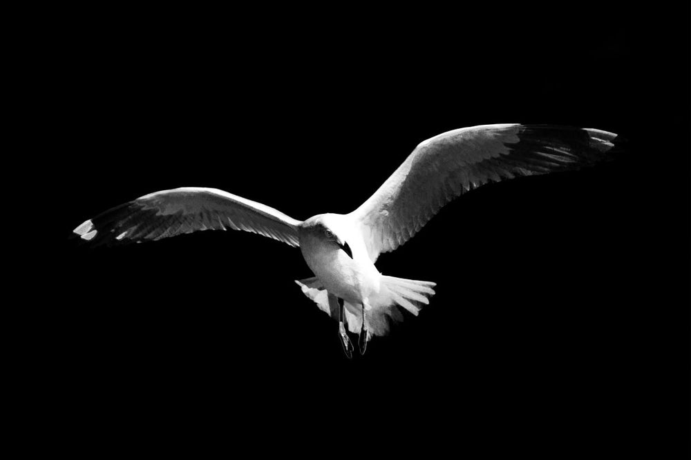 Gull In Flight
