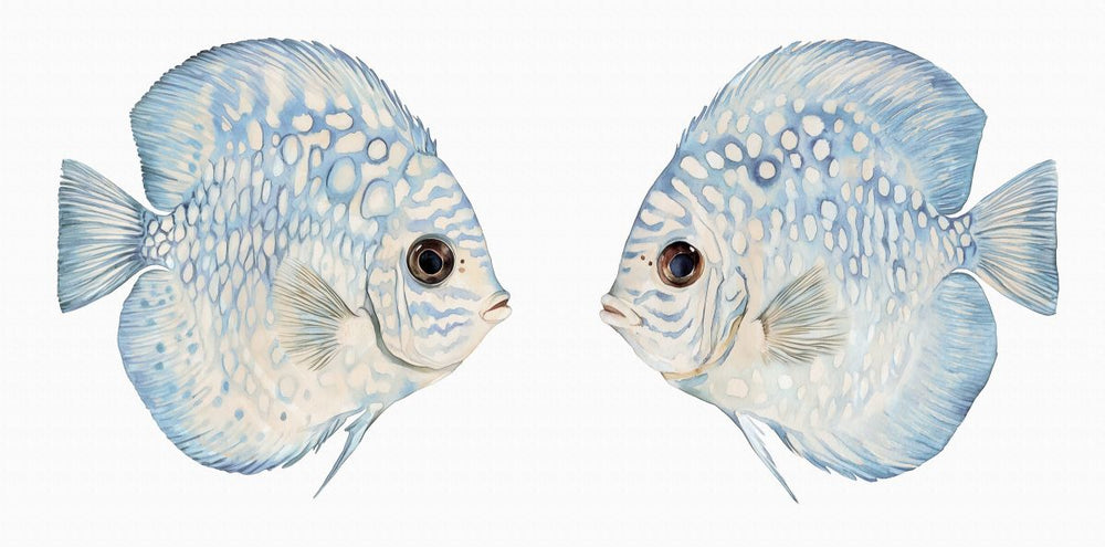 Lovely Discus Duo Wall Art