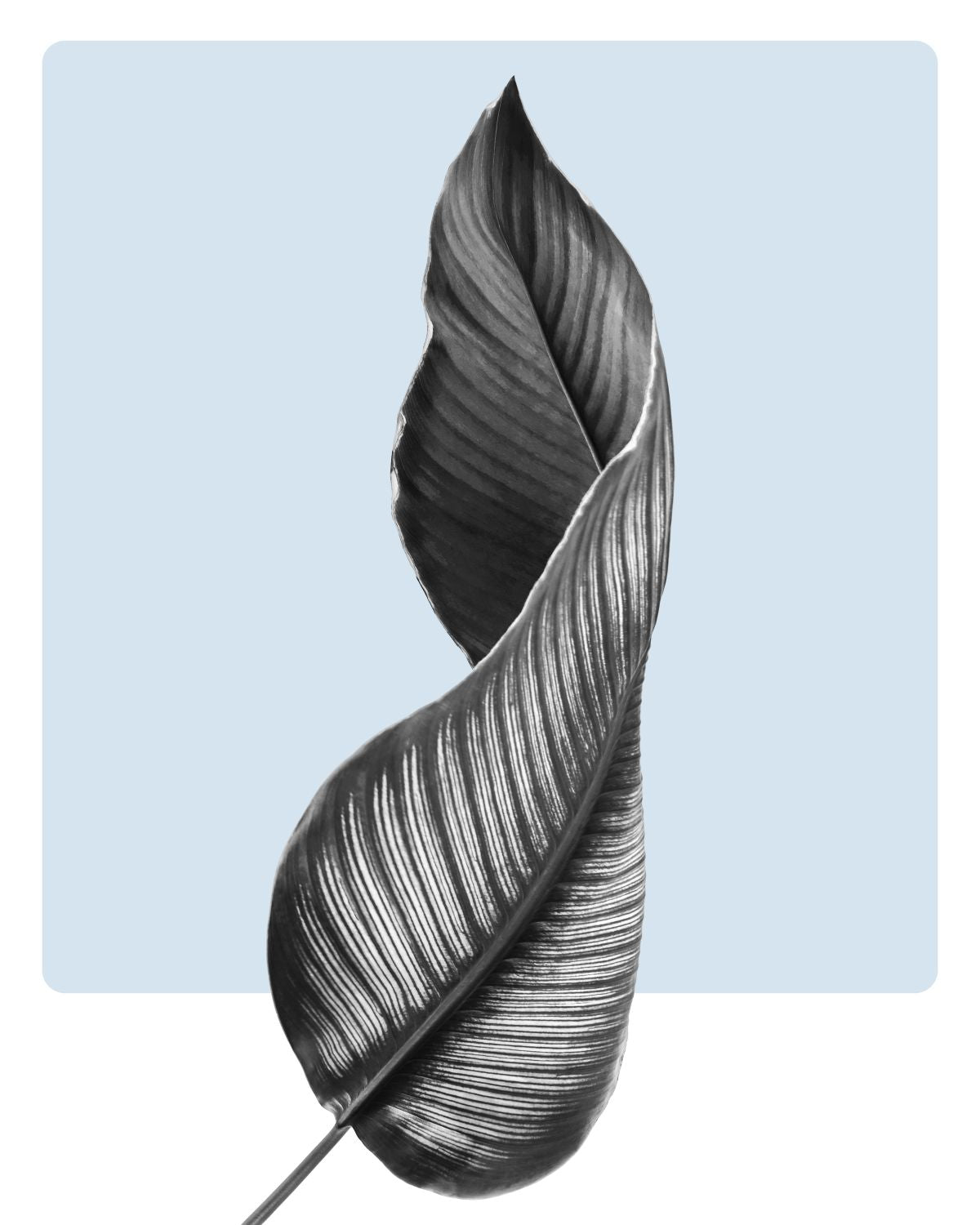 Calathea Leaf