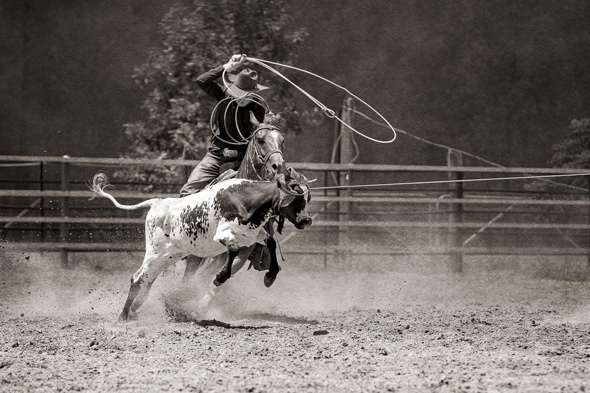 Calf Roping Action
