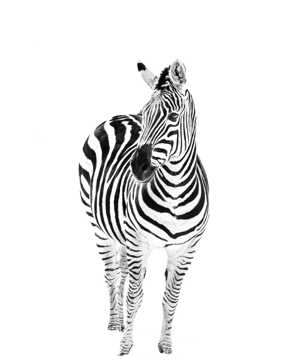 Zebra Stripes Portrait