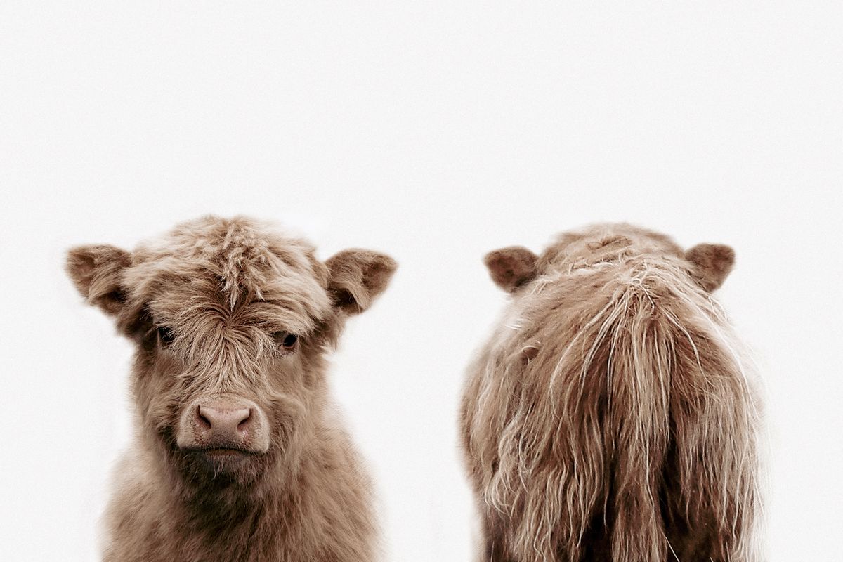 Highland Cow Front And Back Portrait