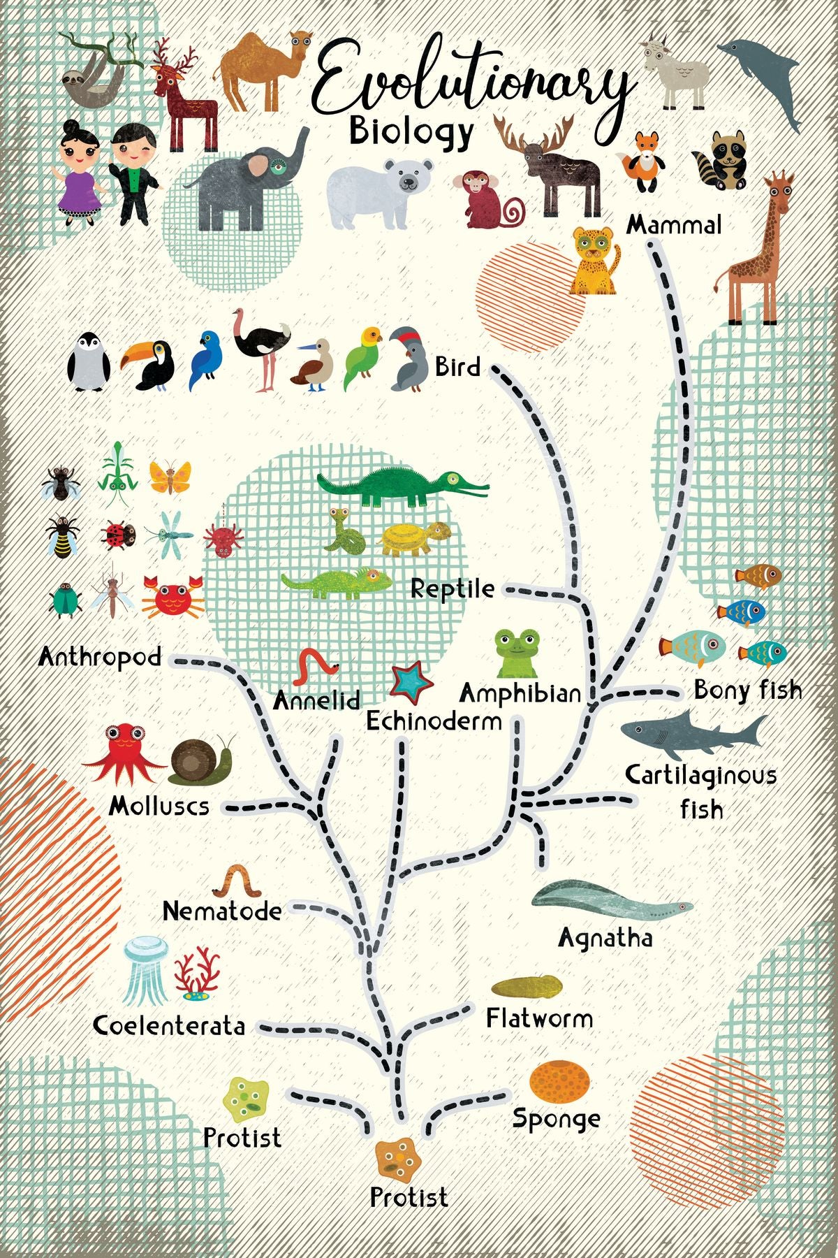 Evolutionary Biology Chart