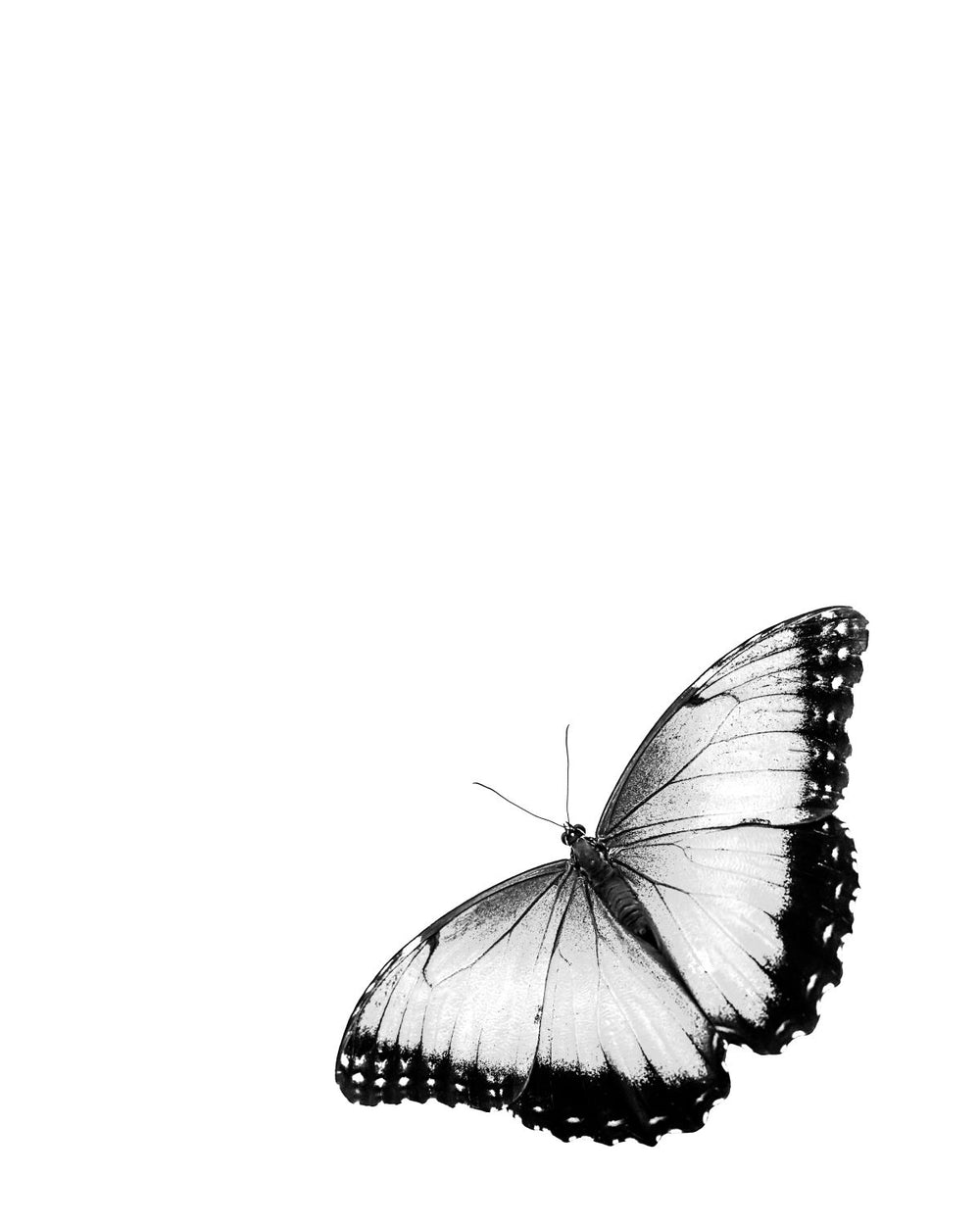 Monochromatic Butterfly