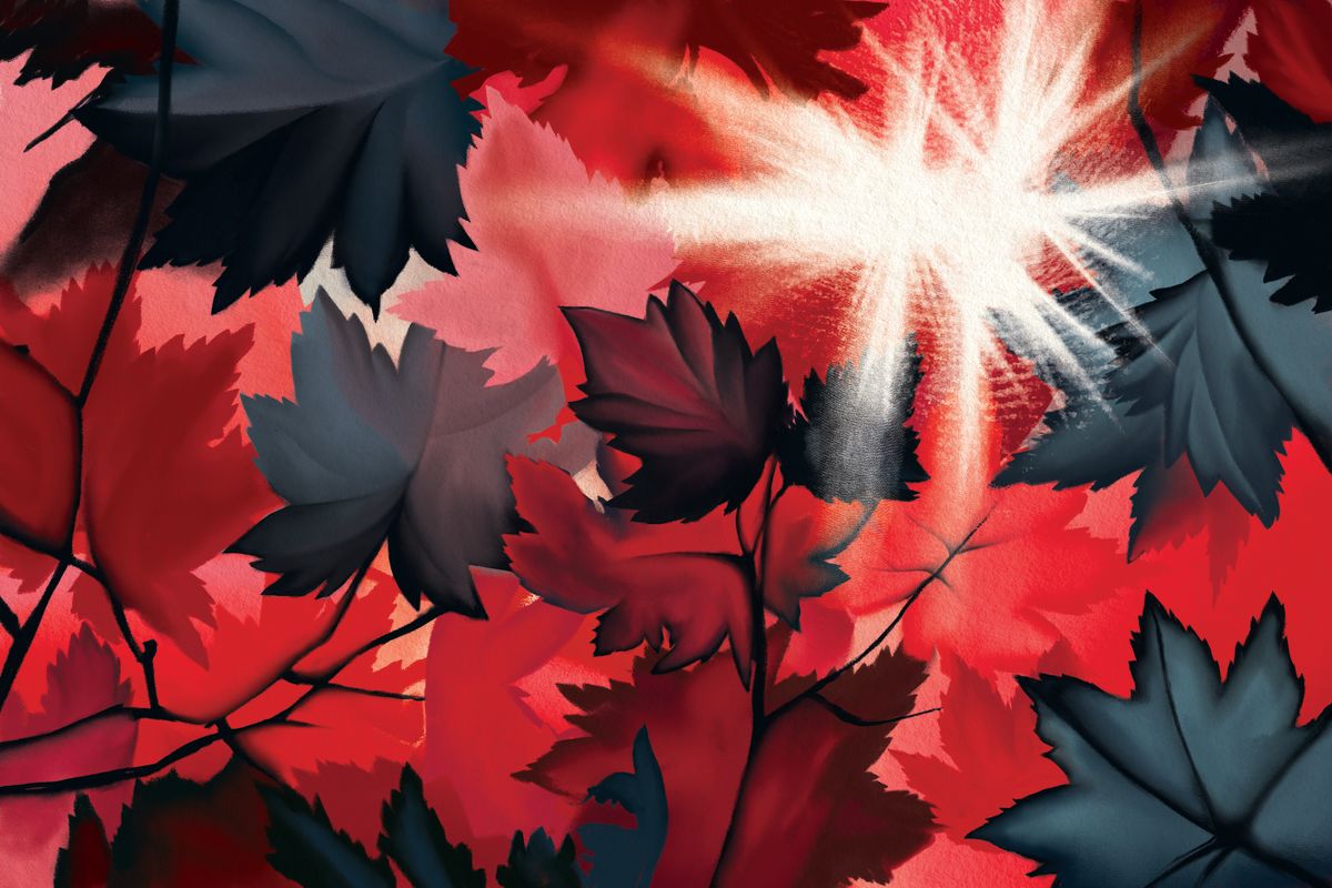 Maple Leaves Sunburst