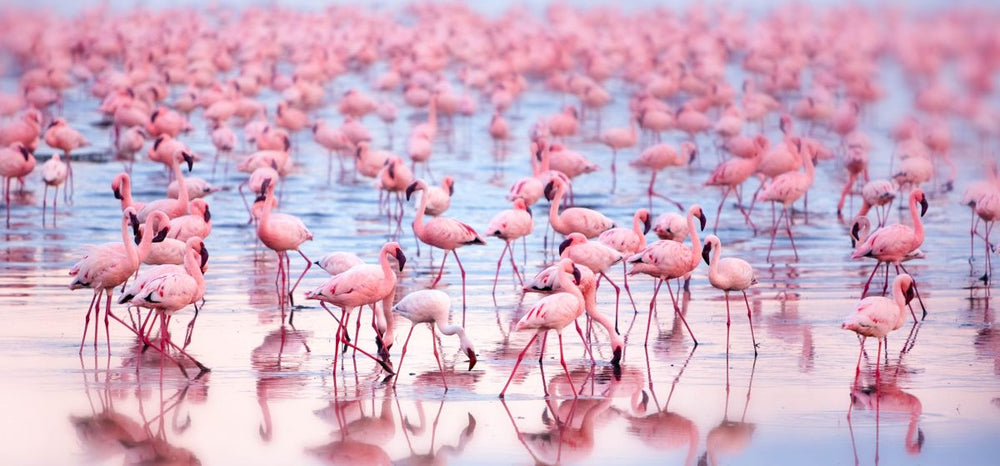 Walking Flamingo