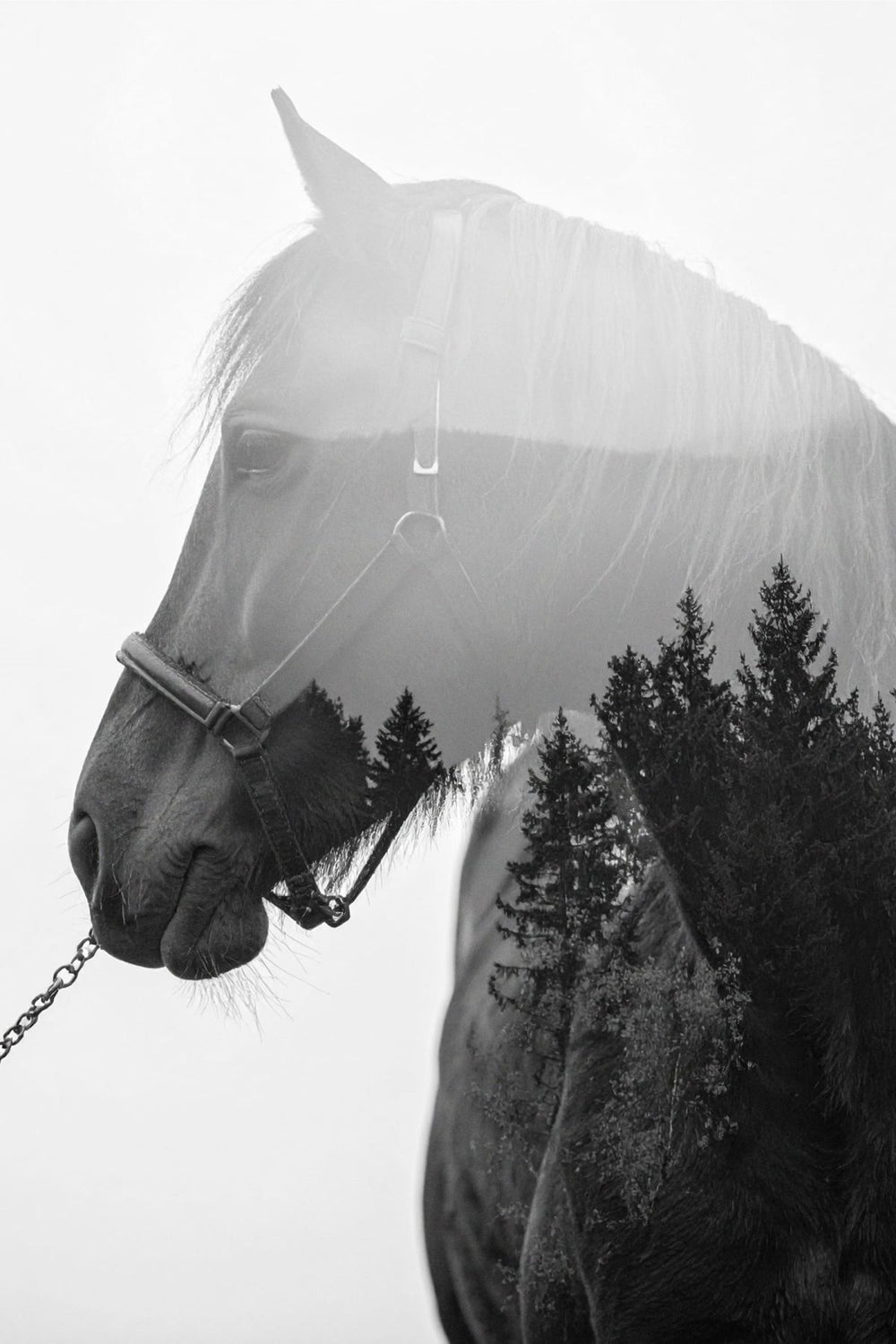 Horse's Memory