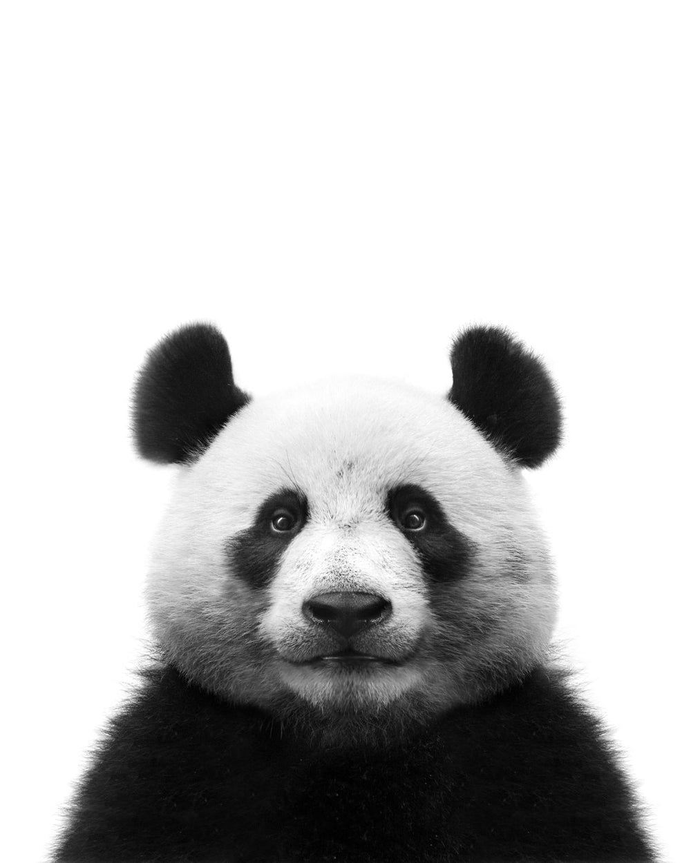 Chubby Panda
