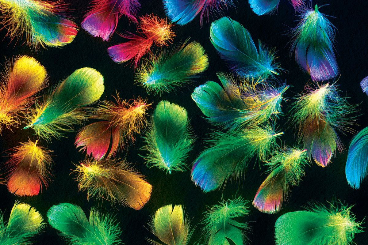 Gradient Color Feathers Pattern