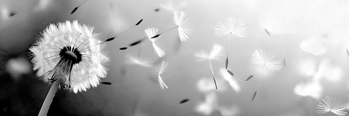 Dandelion Drifting On Gentle Winds