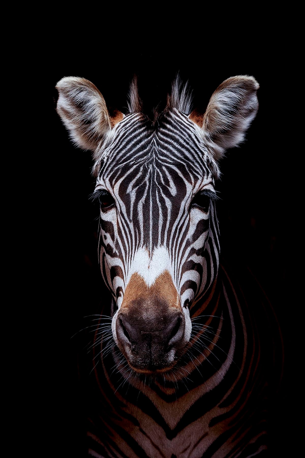 Zebra's Mystery