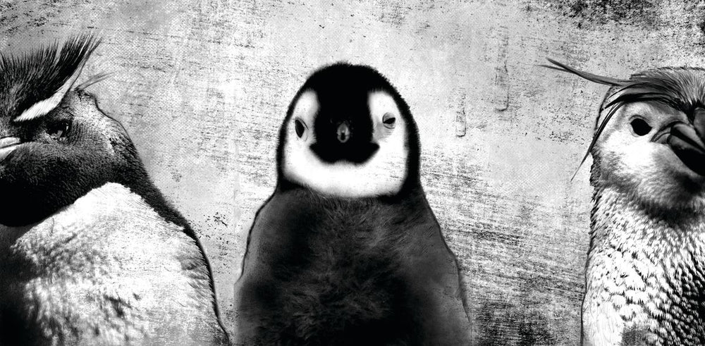 Penguins Black And White