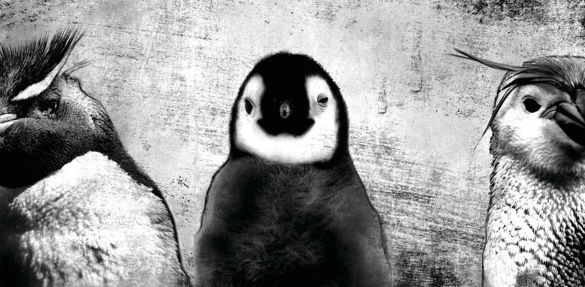 Penguins Black And White